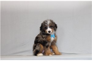 Augustus - Bernedoodle, Mini for sale