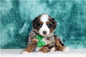 Vander - Bernedoodle, Mini for sale