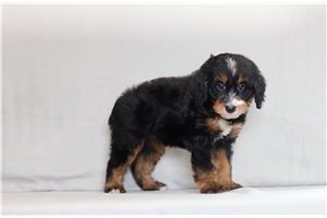 Alfredo - Bernedoodle, Mini for sale