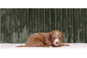 Joyce - Mini Bernedoodle for sale