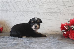 Auburn - Bernedoodle, Mini for sale
