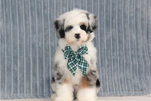 Bertie - Bernedoodle, Mini for sale