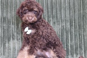 Paul - Mini Bernedoodle for sale