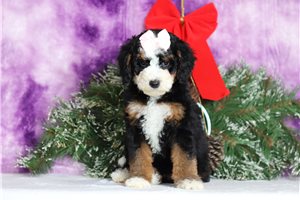 Serenity - Bernedoodle, Mini for sale