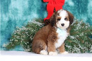 Vander - Bernedoodle, Mini for sale
