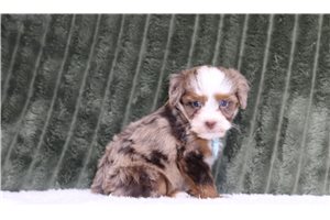 Luiz - Mini Bernedoodle for sale