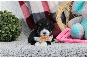 Harry - puppy for sale