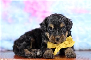 Radar - Bernedoodle, Mini for sale