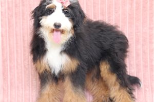 Hera - Mini Bernedoodle for sale