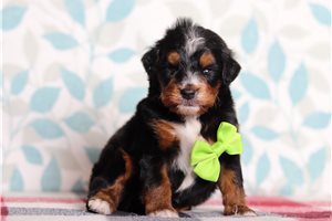 Ewan - Bernedoodle, Mini for sale