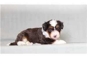 Vespa - Bernedoodle, Mini for sale