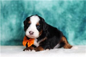 Alister - Bernedoodle, Mini for sale