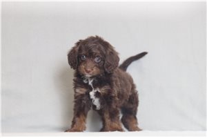 Peggie - Bernedoodle, Mini for sale