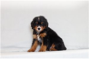 Abbott - Bernedoodle, Mini for sale
