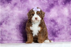 Rosalie - Bernedoodle, Mini for sale