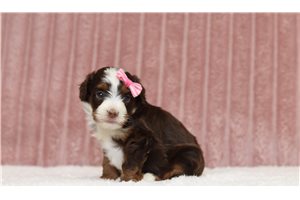 Libby - Mini Bernedoodle for sale