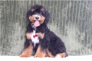Abner - Mini Bernedoodle for sale