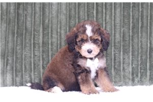 Jeter - Mini Bernedoodle for sale