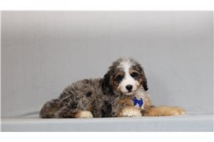 Axel - Mini Bernedoodle for sale