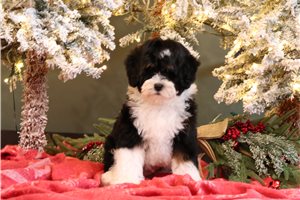Balto - Bernedoodle, Mini for sale