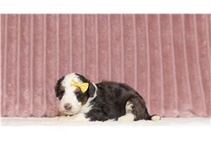 Josephine - Mini Bernedoodle for sale