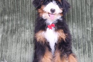 Tonto - Mini Bernedoodle for sale
