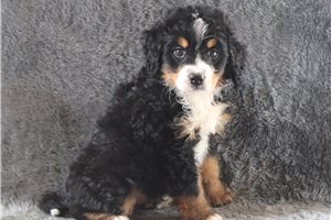 Austin - Bernedoodle, Mini for sale