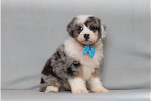 Albert - Bernedoodle, Mini for sale