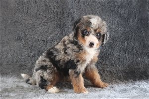 Augustus - Mini Bernedoodle for sale
