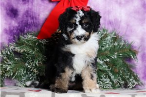 Frida - Bernedoodle, Mini for sale