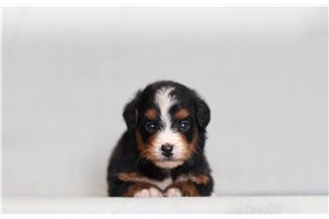 Dome - Bernedoodle, Mini for sale