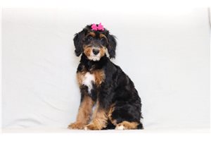 Allegra - Bernedoodle, Mini for sale