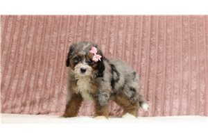 Tulla - Mini Bernedoodle for sale