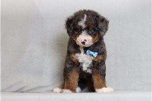 Jennings - Bernedoodle, Mini for sale