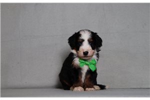 Alistair - Bernedoodle, Mini for sale