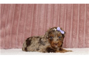 Liana - Mini Bernedoodle for sale