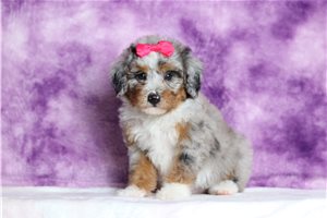 Grace - Bernedoodle, Mini for sale