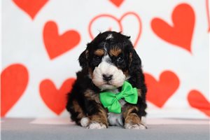 Rutherford - Bernedoodle, Mini for sale
