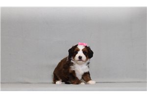Maia - Bernedoodle, Mini for sale