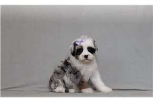 Blondie - Bernedoodle, Mini for sale