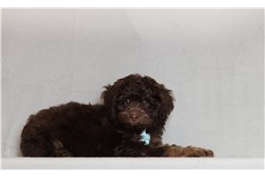 Paul - Bernedoodle, Mini for sale