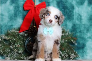 Finn - Bernedoodle, Mini for sale