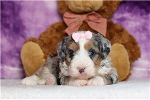 Iris - Bernedoodle, Mini for sale