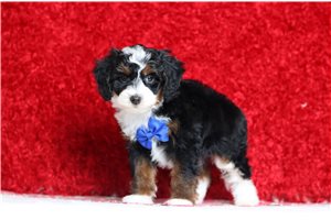 Jack - Bernedoodle, Mini for sale
