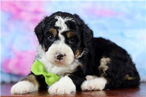 Racer - Bernedoodle, Mini for sale