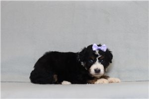 Adri - Bernedoodle, Mini for sale