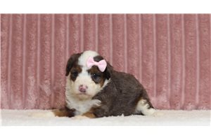 Jolene - Mini Bernedoodle for sale