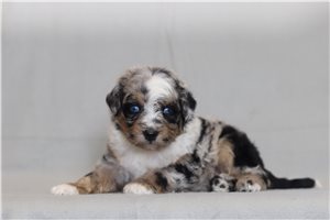 Paxton - Bernedoodle, Mini for sale