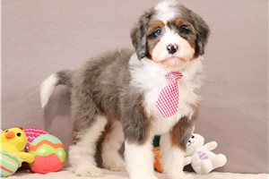Grant - Bernedoodle, Mini for sale