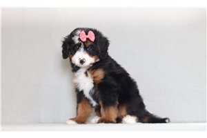 Tonto - Bernedoodle, Mini for sale
